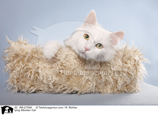 liegende Sibirische Katze / lying Siberian Cat / RR-27599