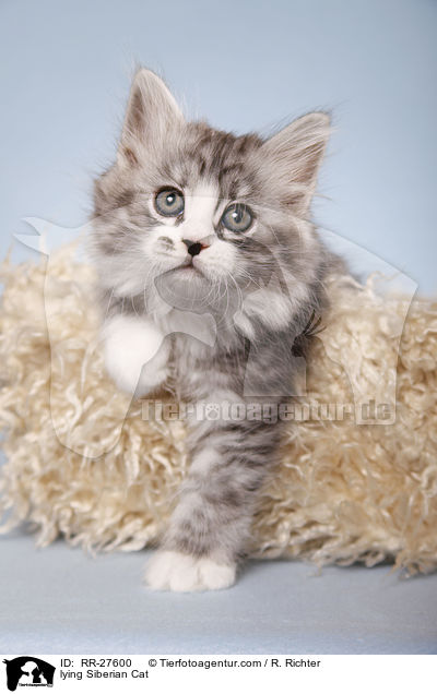 liegende Sibirische Katze / lying Siberian Cat / RR-27600