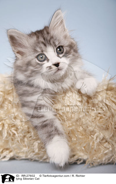 lying Siberian Cat / RR-27602