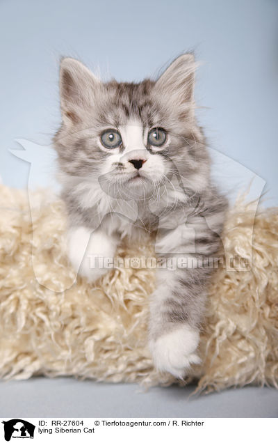 lying Siberian Cat / RR-27604