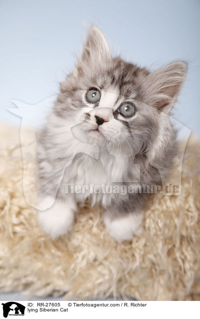 liegende Sibirische Katze / lying Siberian Cat / RR-27605