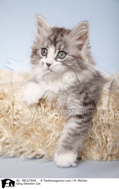 lying Siberian Cat / RR-27606