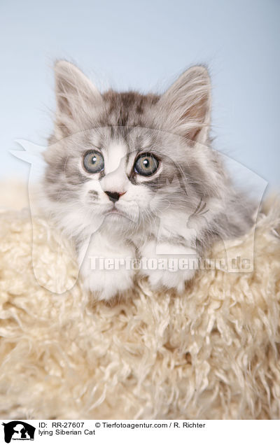 lying Siberian Cat / RR-27607
