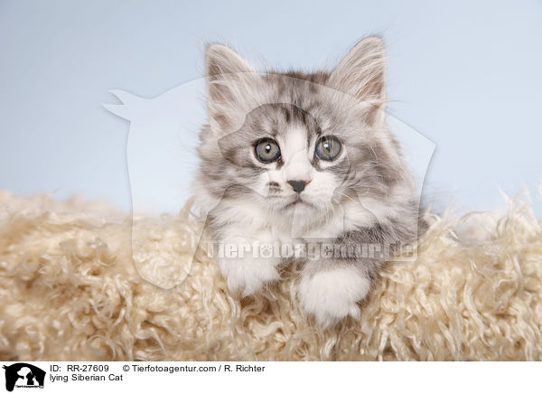 lying Siberian Cat / RR-27609