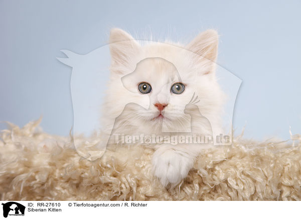 Sibirisches Ktzchen / Siberian Kitten / RR-27610