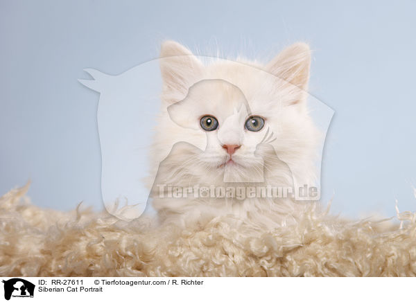 Sibirische Katze Portrait / Siberian Cat Portrait / RR-27611