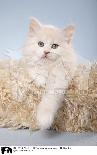 liegende Sibirische Katze / lying Siberian Cat / RR-27612