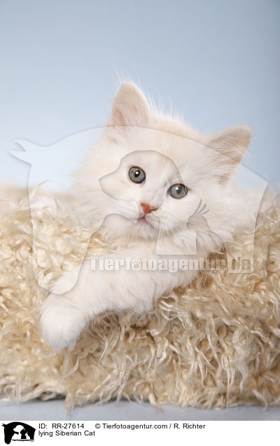 liegende Sibirische Katze / lying Siberian Cat / RR-27614