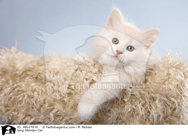 liegende Sibirische Katze / lying Siberian Cat / RR-27616