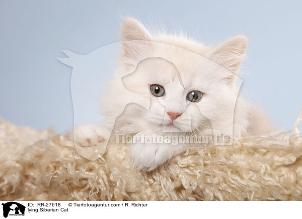 liegende Sibirische Katze / lying Siberian Cat / RR-27618