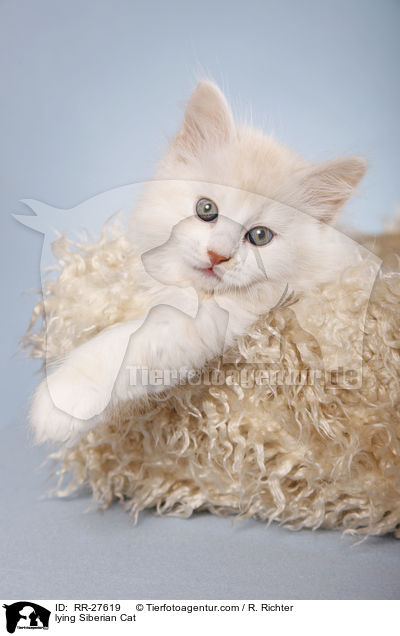 liegende Sibirische Katze / lying Siberian Cat / RR-27619