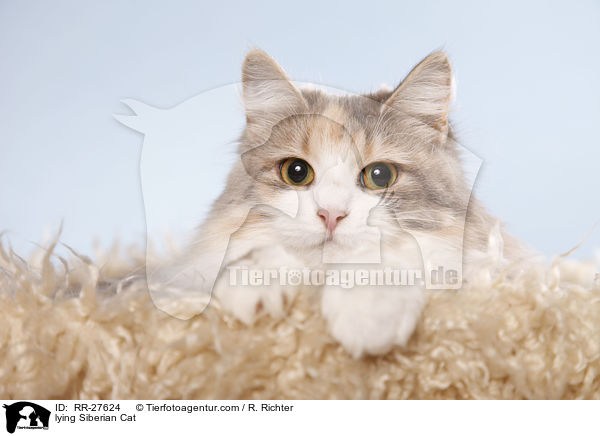 lying Siberian Cat / RR-27624