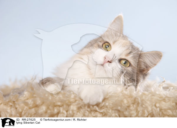 lying Siberian Cat / RR-27625