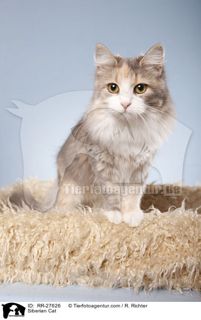 Sibirische Katze / Siberian Cat / RR-27626