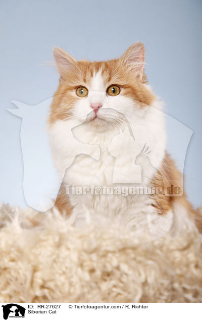 Sibirische Katze / Siberian Cat / RR-27627