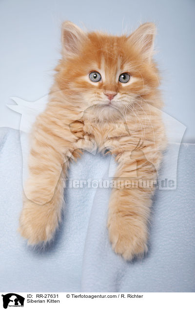 Siberian Kitten / RR-27631
