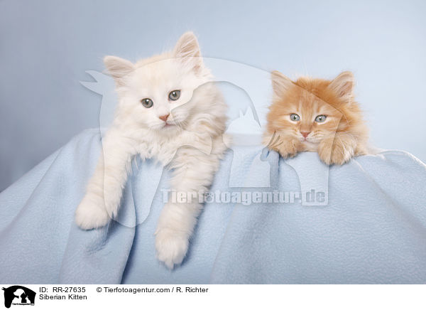 Siberian Kitten / RR-27635