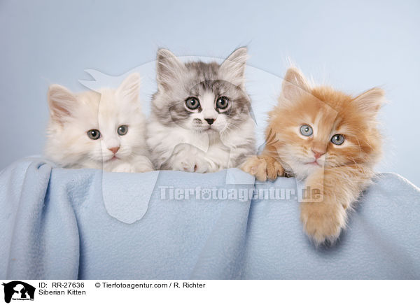 Sibirische Ktzchen / Siberian Kitten / RR-27636