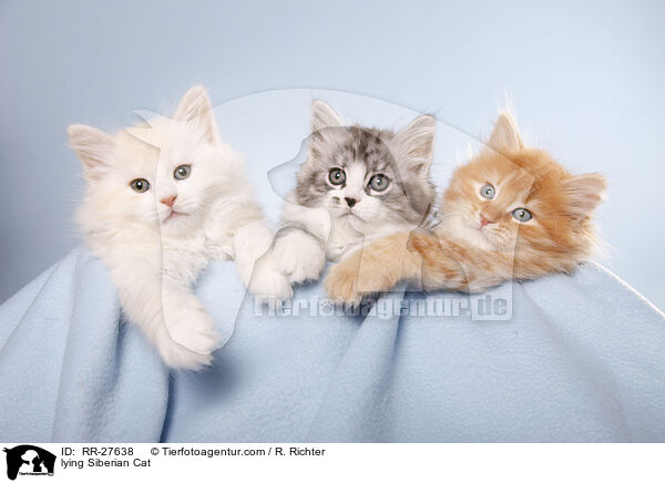 lying Siberian Cat / RR-27638