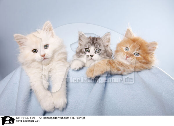 liegende Sibirische Katze / lying Siberian Cat / RR-27639
