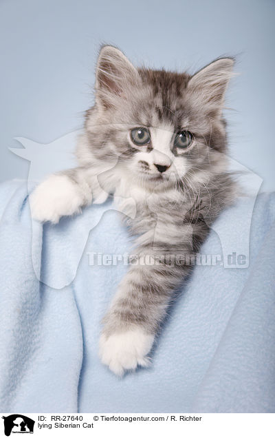 lying Siberian Cat / RR-27640
