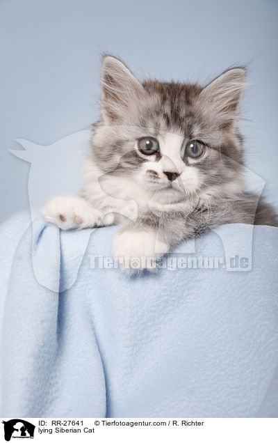 lying Siberian Cat / RR-27641