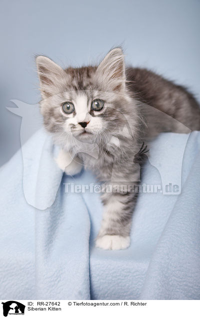 Siberian Kitten / RR-27642