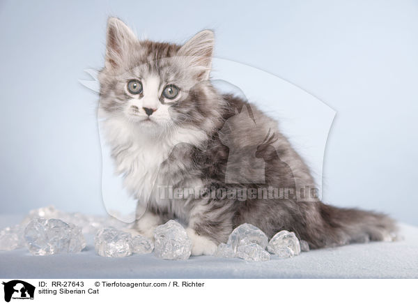 sitting Siberian Cat / RR-27643