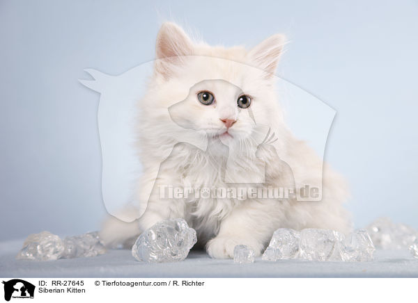 Sibirisches Ktzchen / Siberian Kitten / RR-27645