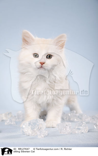 sitzende Sibirische Katze / sitting Siberian Cat / RR-27647