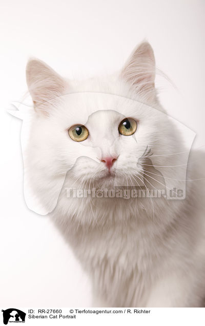Siberian Cat Portrait / RR-27660