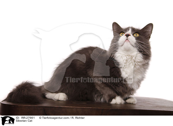 Siberian Cat / RR-27661