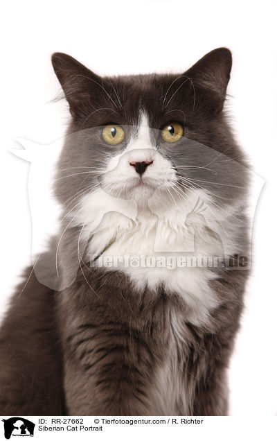 Siberian Cat Portrait / RR-27662