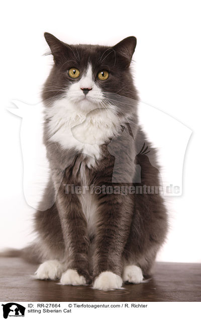 sitting Siberian Cat / RR-27664
