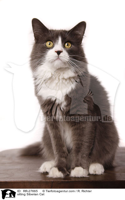 sitting Siberian Cat / RR-27665