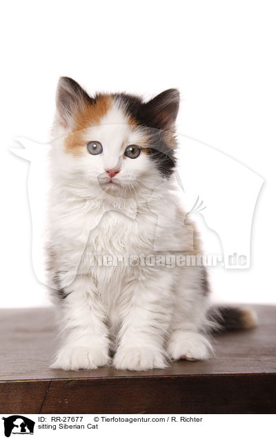 sitting Siberian Cat / RR-27677
