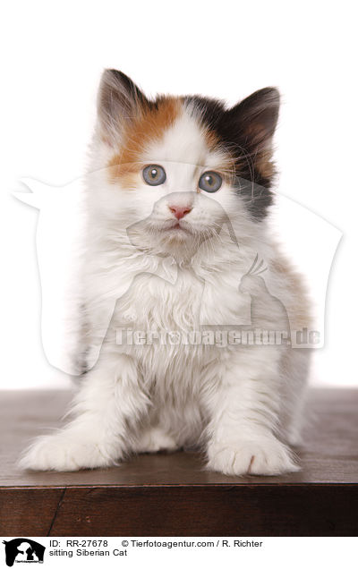 sitting Siberian Cat / RR-27678