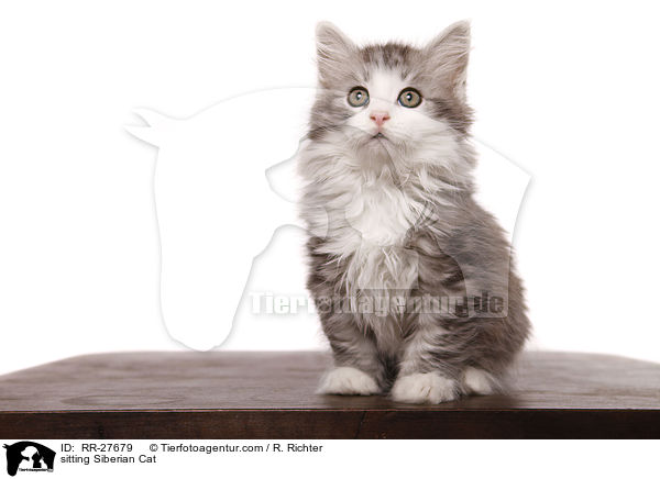 sitting Siberian Cat / RR-27679