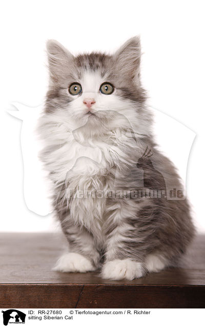 sitting Siberian Cat / RR-27680