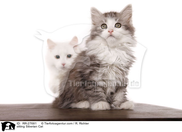 sitzende Sibirische Katze / sitting Siberian Cat / RR-27681