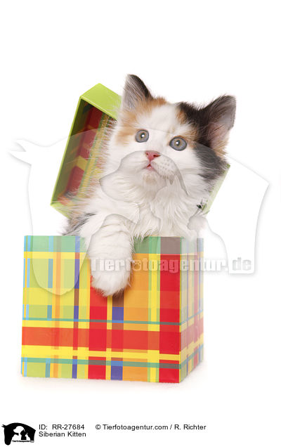 Siberian Kitten / RR-27684