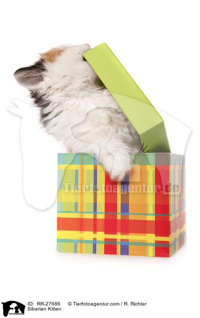 Siberian Kitten / RR-27686