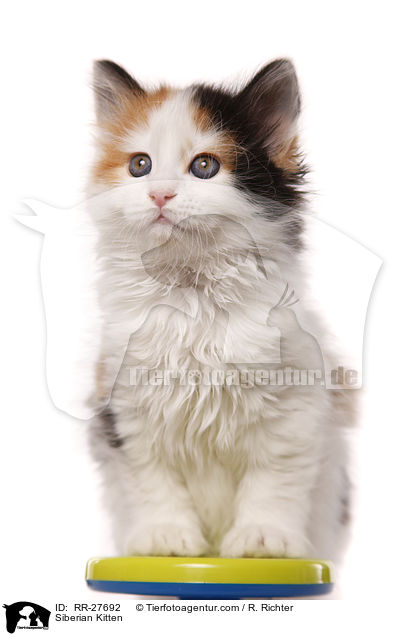 Siberian Kitten / RR-27692