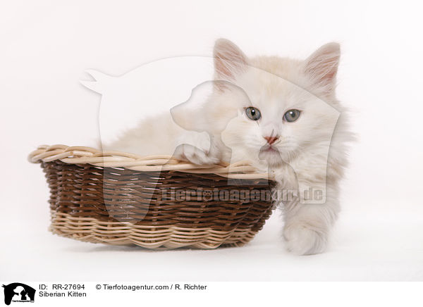 Siberian Kitten / RR-27694