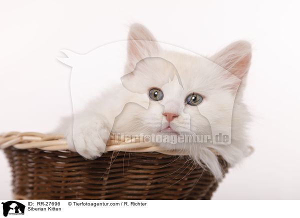 Siberian Kitten / RR-27696