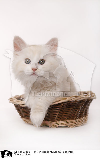 Siberian Kitten / RR-27698