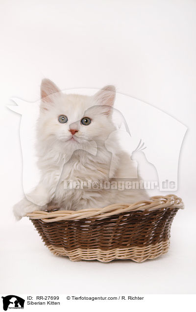 Sibirisches Ktzchen / Siberian Kitten / RR-27699