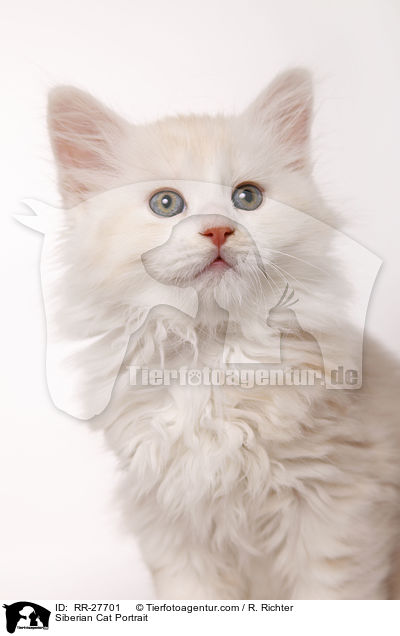Sibirische Katze Portrait / Siberian Cat Portrait / RR-27701