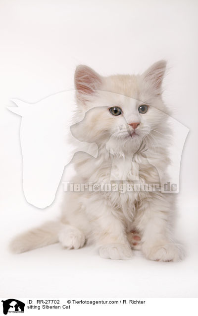 sitzende Sibirische Katze / sitting Siberian Cat / RR-27702