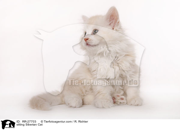 sitzende Sibirische Katze / sitting Siberian Cat / RR-27703